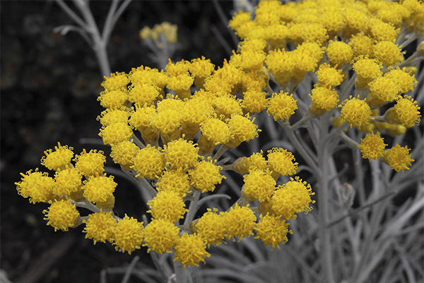 Propriétés médicinales de l'immortelle
