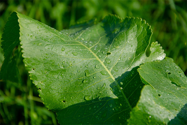 Feuilles de raifort en médecine traditionnelle