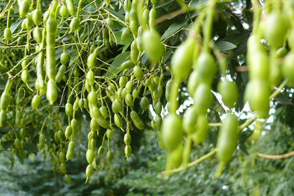 Peut-on manger les fruits du sophora du Japon ?