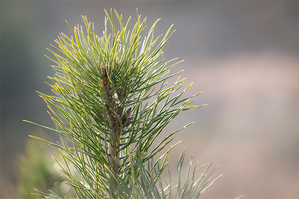 Propriétés bénéfiques des aiguilles de pin