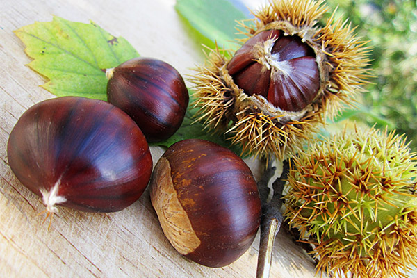 Bienfaits et inconvénients de la châtaigne comestible