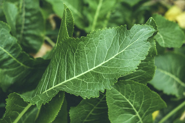 Utilisation des feuilles de raifort en cosmétologie