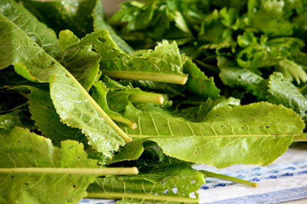 Utilisation des feuilles de raifort en cuisine