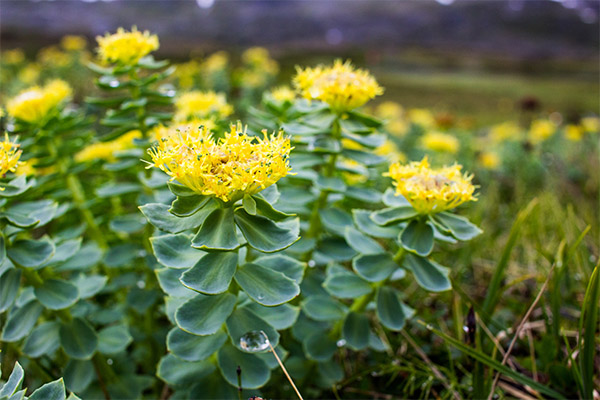 Utilisation de la rhodiola en cosmétologie
