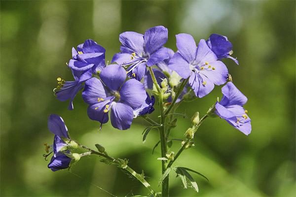 Anwendung der Blauen Himmelsleiter in der Kosmetik