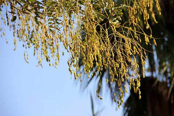 Utilisation de la sophora du Japon en cosmétologie