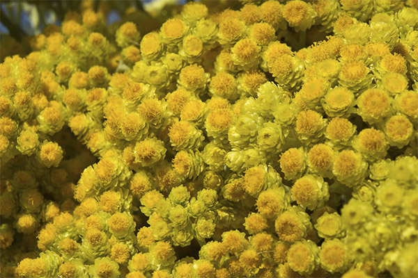 Contre-indications à l'utilisation de l'immortelle