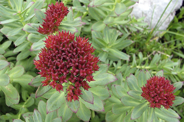 La Rhodiola rosea en médecine traditionnelle