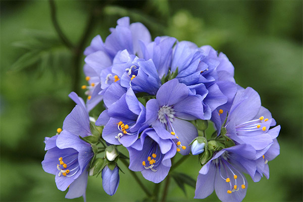 Blaue Himmelsleiter