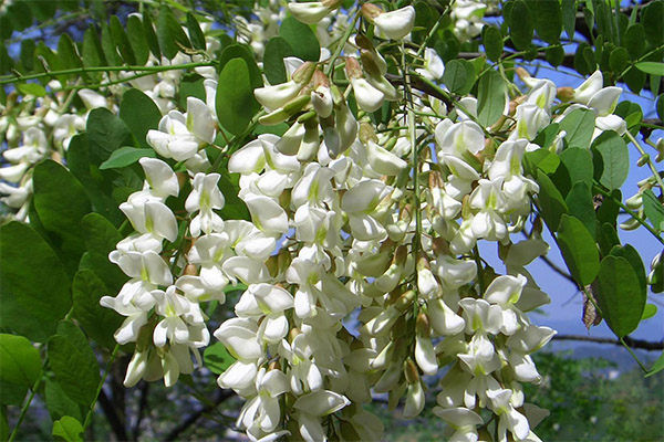 Le sophora du Japon dans la médecine traditionnelle