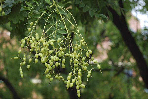 Sophora du Japon