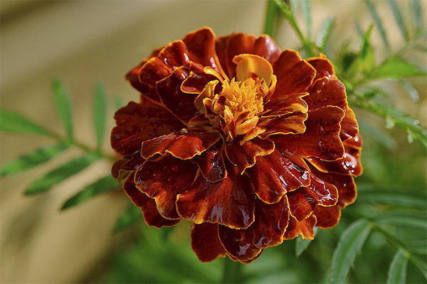 Tagetes in der Volksmedizin