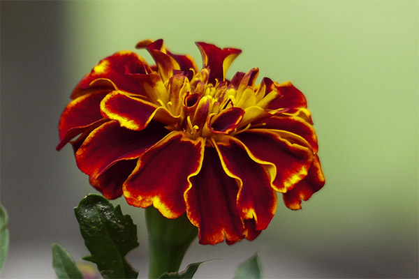 Tagetes