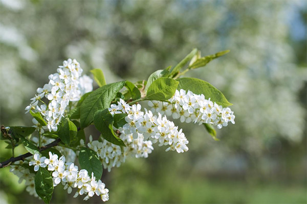 Cerisier à grappes