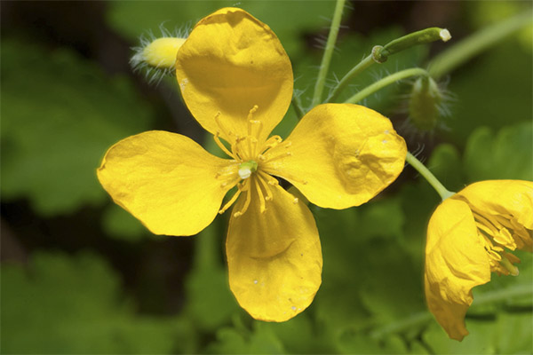 Chélidoine