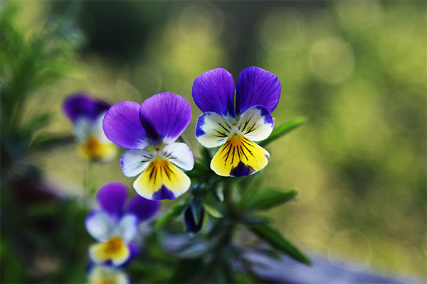 Violette tricolore