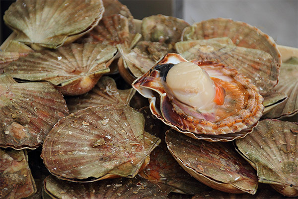 Faits intéressants sur les coquilles Saint-Jacques
