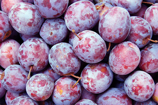 Faits intéressants sur les prunes