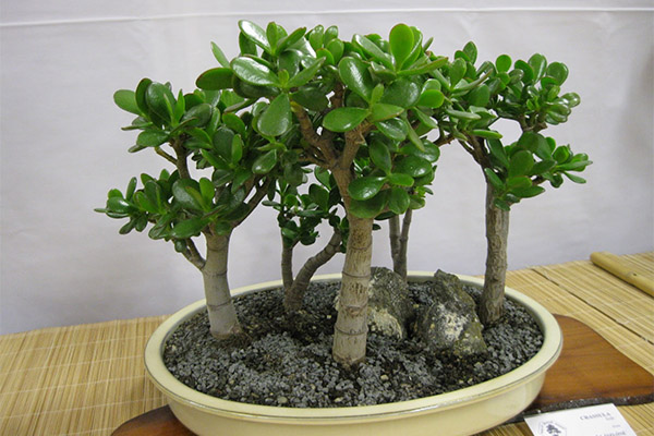 Faits intéressants sur la Crassula
