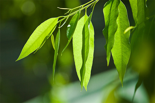 Faits intéressants sur l'eucalyptus