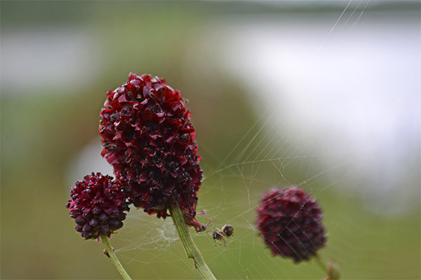 Interessante Fakten über den Wiesenknopf