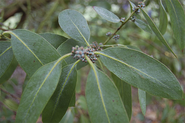 Comment utiliser l'eucalyptus en cuisine