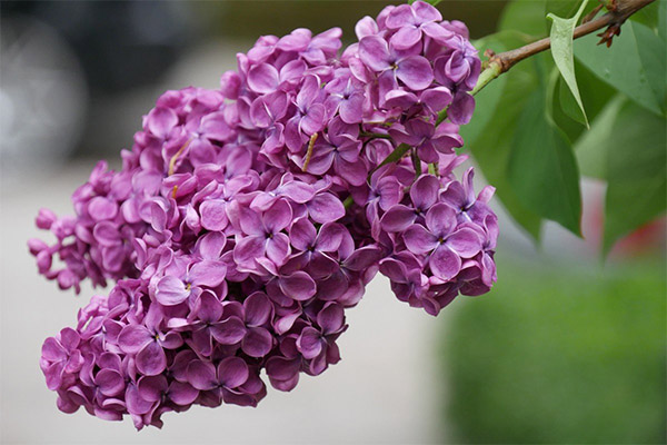 Comment utiliser le lilas en cuisine