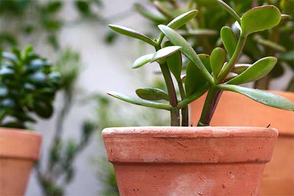 Comment bien entretenir la Crassula