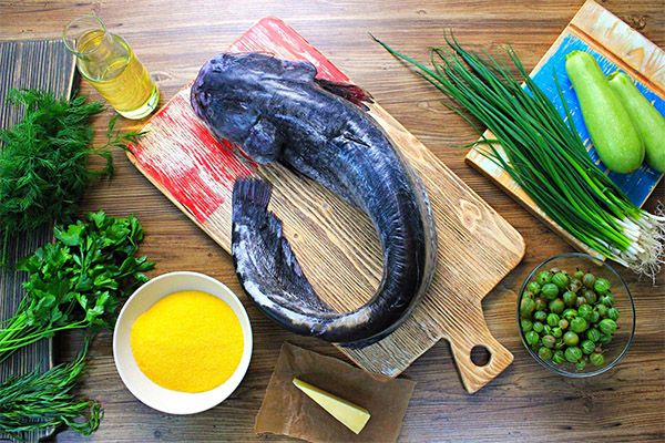 Comment cuisiner délicieusement le silure
