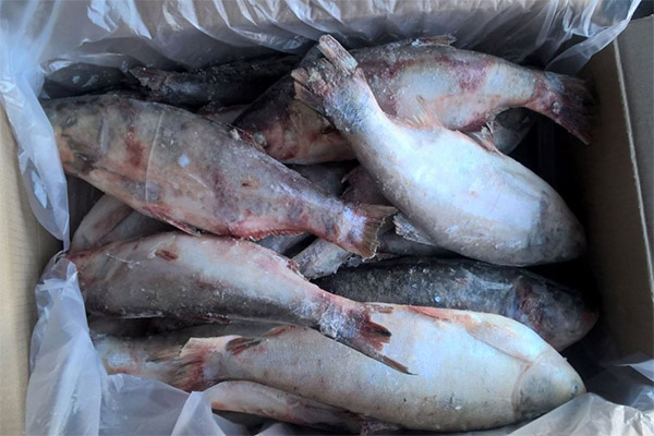 Wie man Silberkarpfen auswählt und lagert