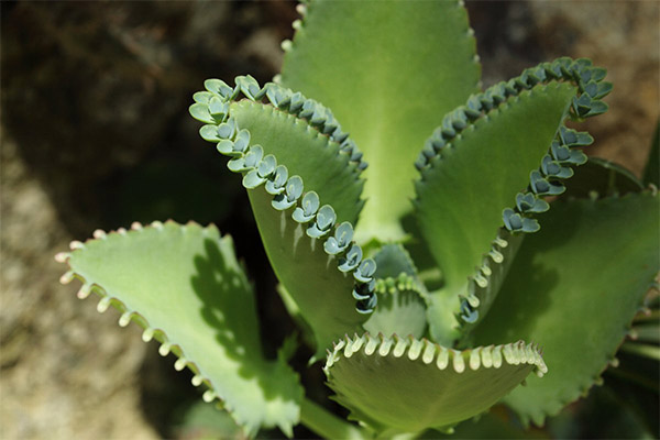 Kalanchoe in der Volksmedizin