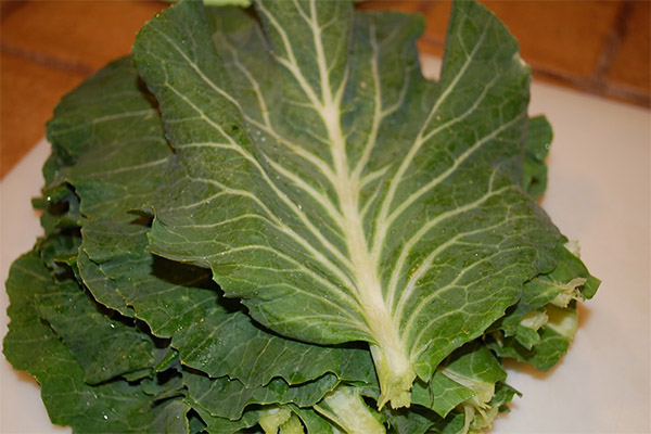 Feuille de chou