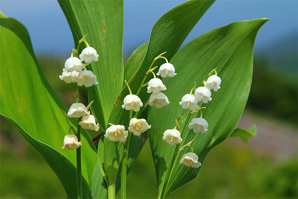 Le muguet dans la médecine populaire