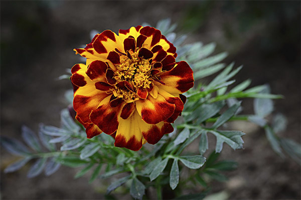 Heilende Eigenschaften der Tagetes
