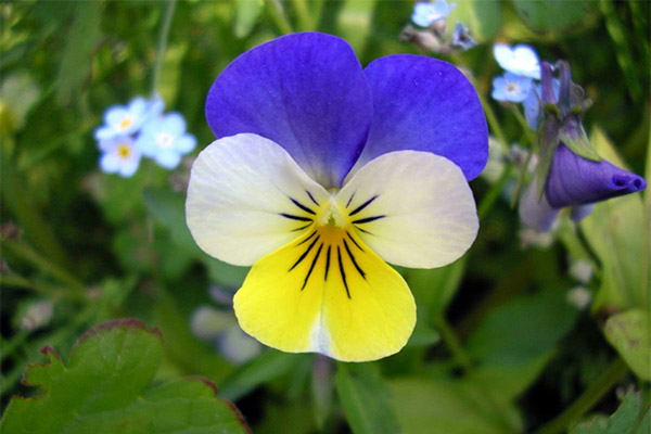 Propriétés médicinales de la violette tricolore