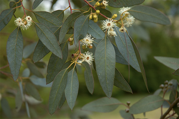 Propriétés médicinales de l'eucalyptus