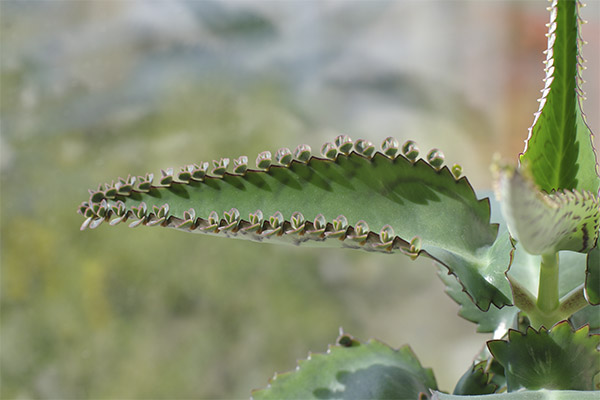 Heilsame Eigenschaften der Kalanchoe