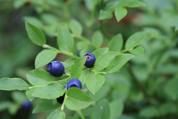 Propriétés médicinales des feuilles de myrtille