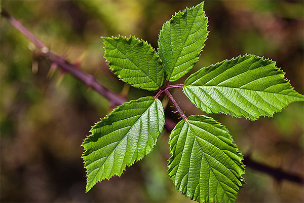 Propriétés médicinales des feuilles de ronce