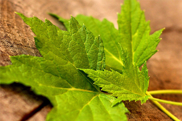 Propriétés médicinales des feuilles de cassis