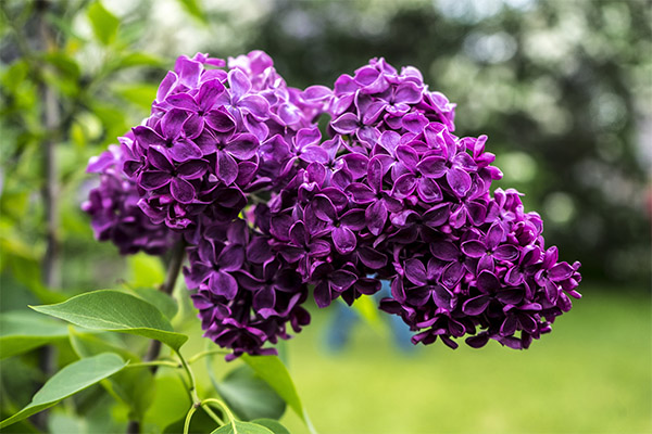 Propriétés médicinales du lilas