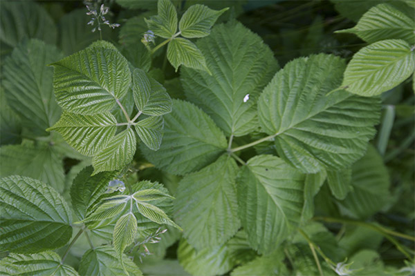Les feuilles de ronce en médecine populaire