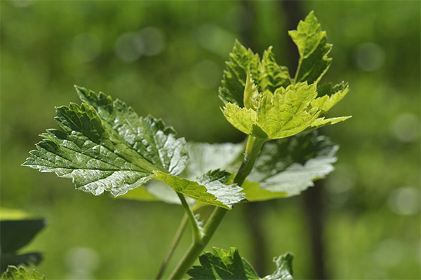 Les feuilles de cassis dans la médecine traditionnelle