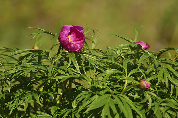 Pivoine évasive (racine de Marie) en médecine traditionnelle