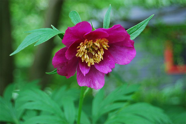 Pivoine évasive (racine de Marie)