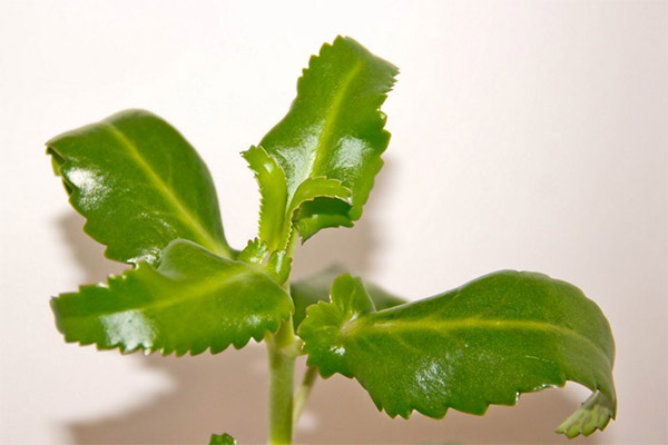 Kann man frische Kalanchoe-Blätter essen?