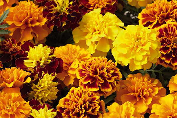 Kann man Kaninchen Tagetes geben?
