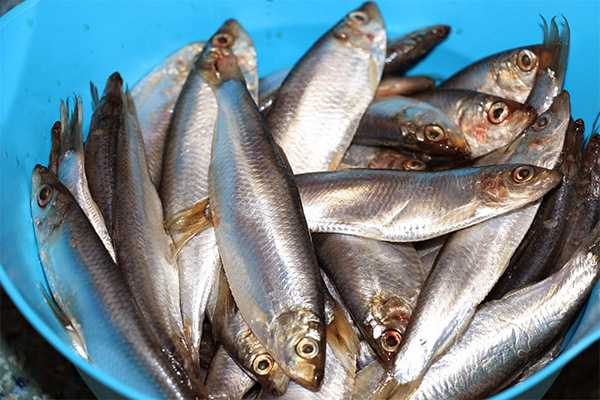 Propriétés bénéfiques du sprat