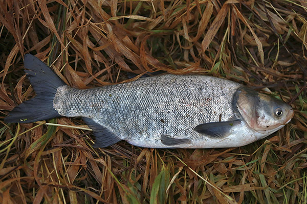 Wertvolle Eigenschaften des Silberkarpfens