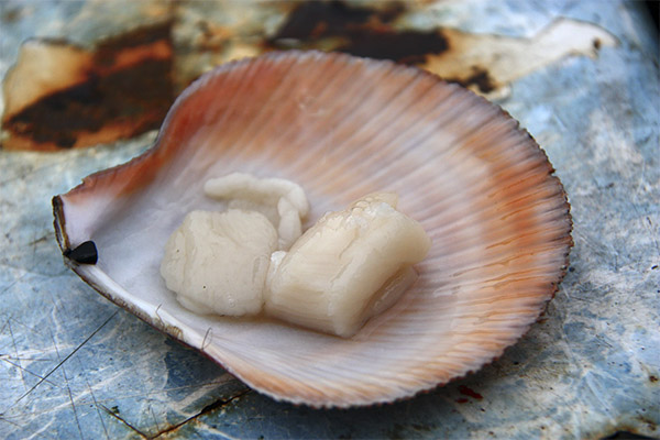 Bienfaits et méfaits des coquilles Saint-Jacques